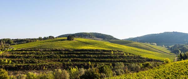 Antinori Tignanello Estate, Chianti, Tuscany, Italy 